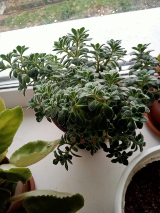 Продам Дерево любви