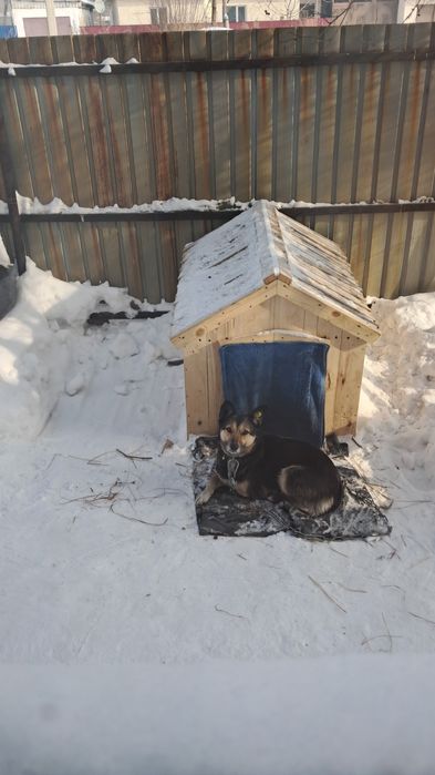 собака,трёхлапая потерялась