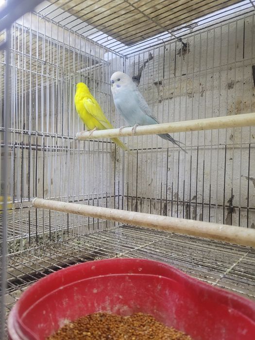 Продаём попугаев