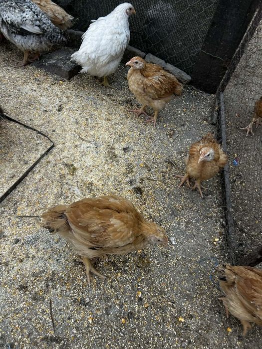 Vând puișori de țară au 8 săptămâni