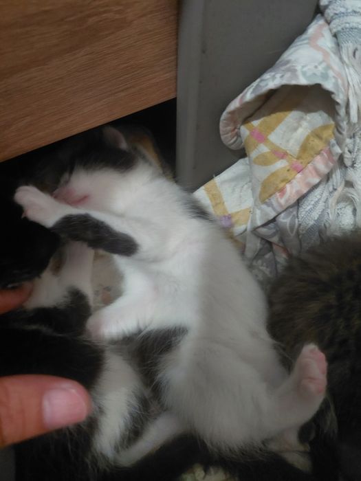 Отдам котят даром