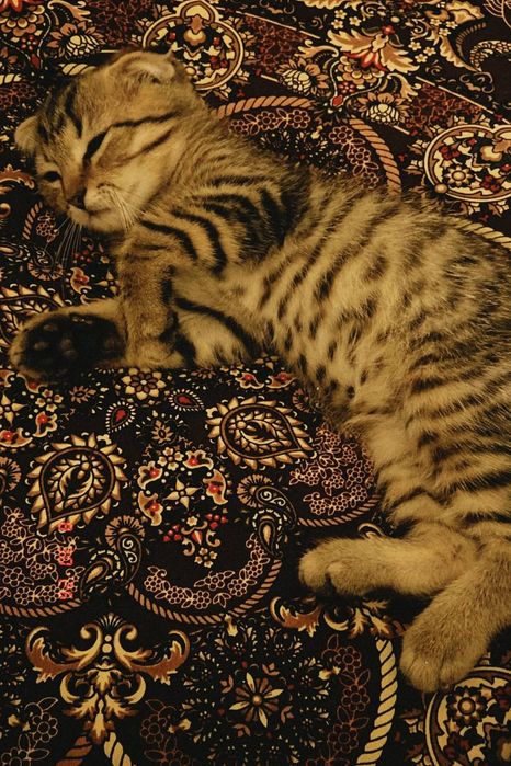 Шотландский вислоухий котенок, мальчик, 3 месяца