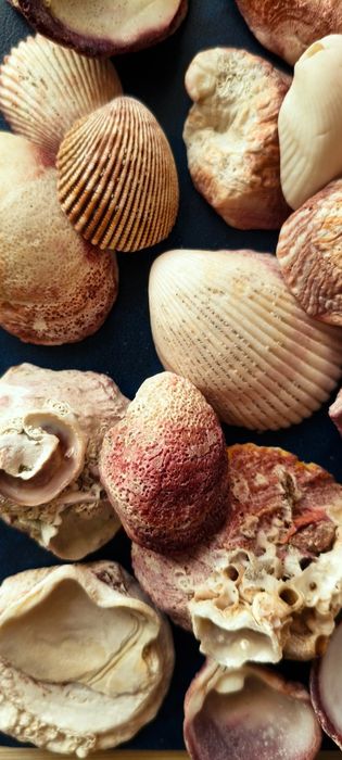 Ракушки с Черного моря