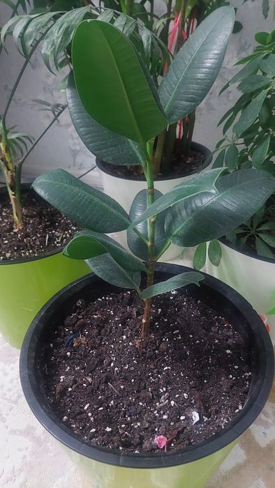 Цветы комнатные большие