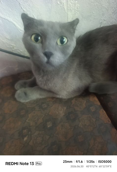 Кошка отдам в хорошие руки