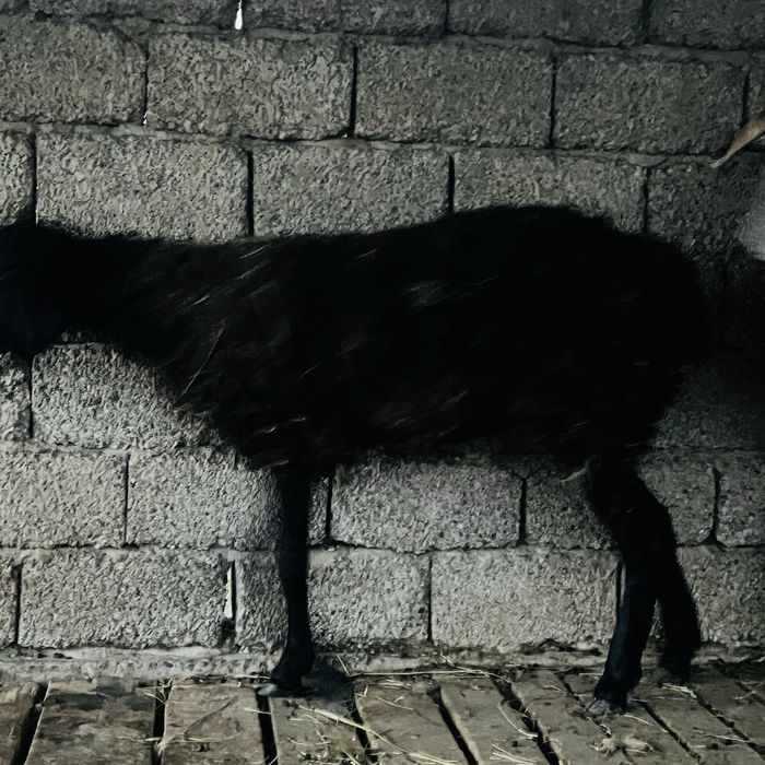 Қара қой сатылады ұрғашы