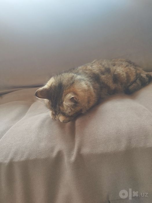 Chiroyli mushuk. Ozoda va mehribon