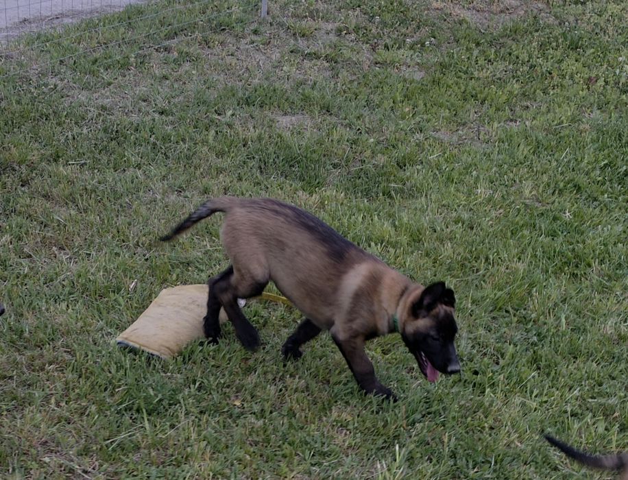 Mascul ciobănesc belgian malinois