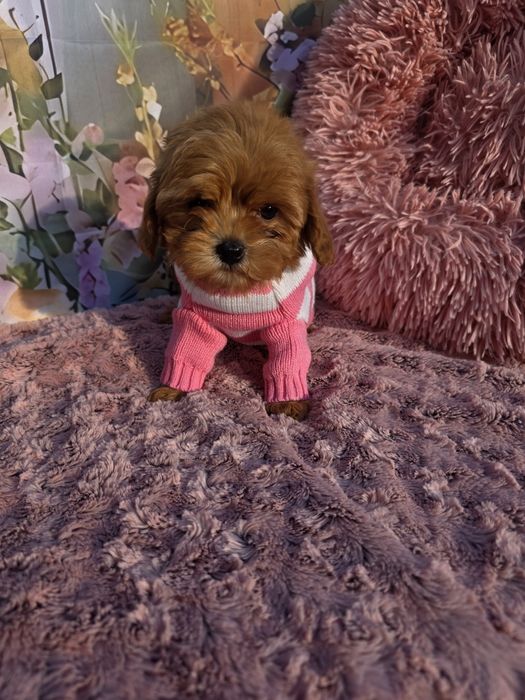 Всички ваксини!Малтипу момичета/майка малтипу баща тийкъп пудел