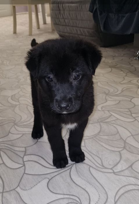 Малышка ищет мампап. Доставлю!