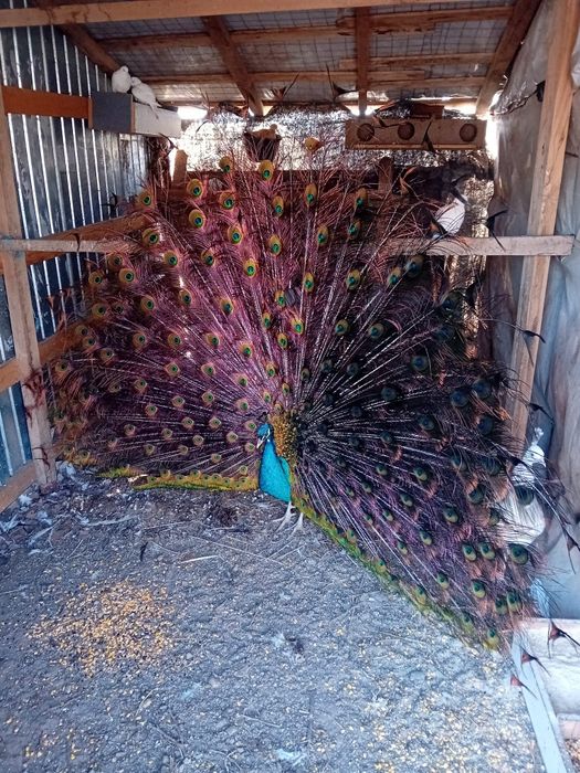 Doi cocoși și un paun