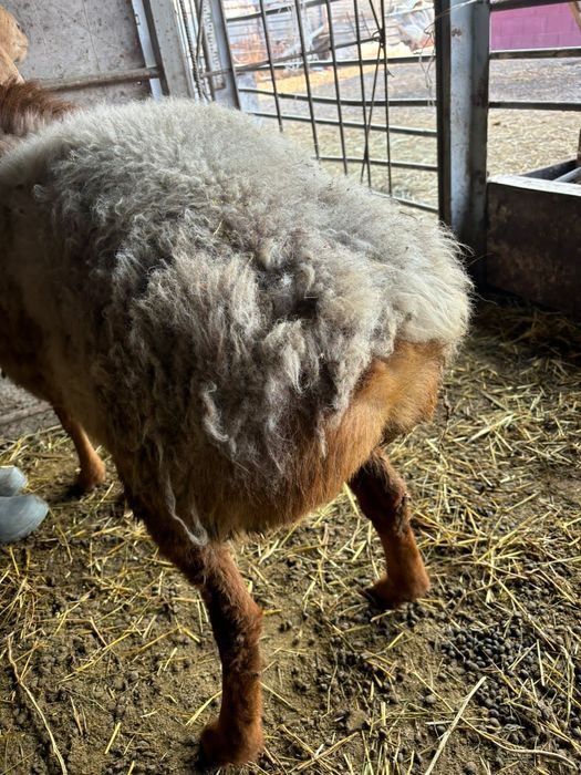 Кошкар сатылады оте жаксы парода Аршан