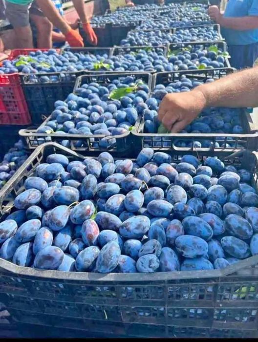 Vând prune de pălincă