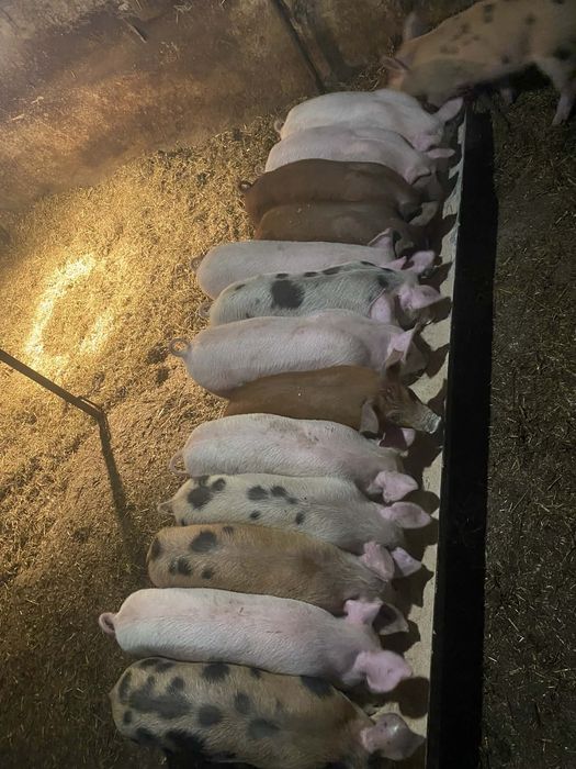 Продавам малки прасенца