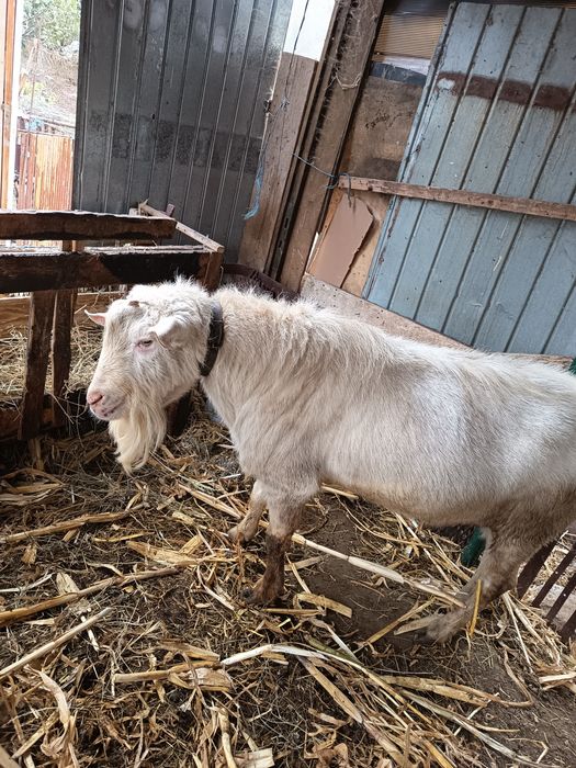 Vând țap sanen un an și jumătate