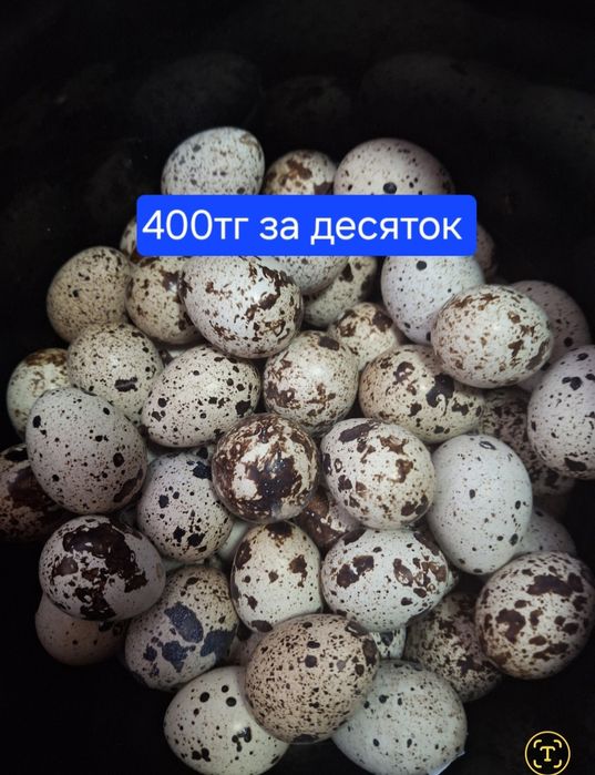 Перепелиные домашние яйца