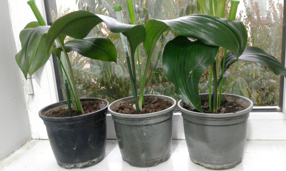 Цветы комнатные продаются