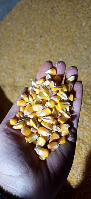 Vand porumb productie 2025