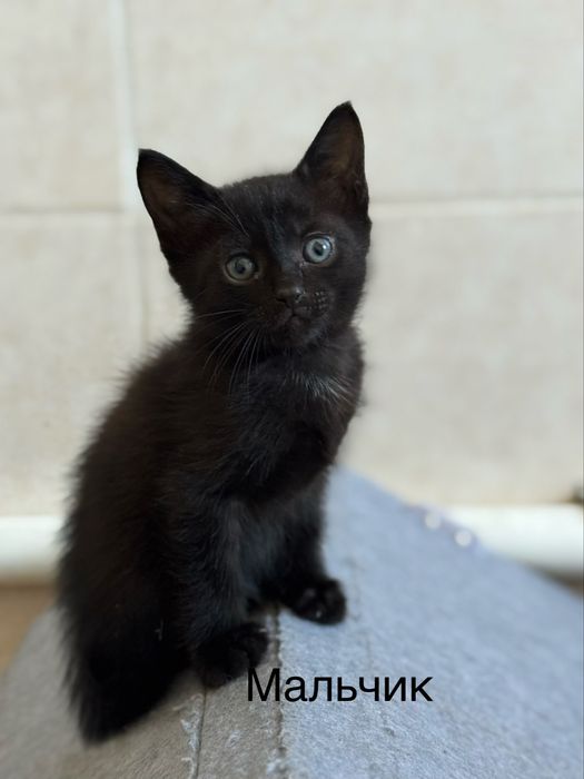 Котята 1,5 месяца