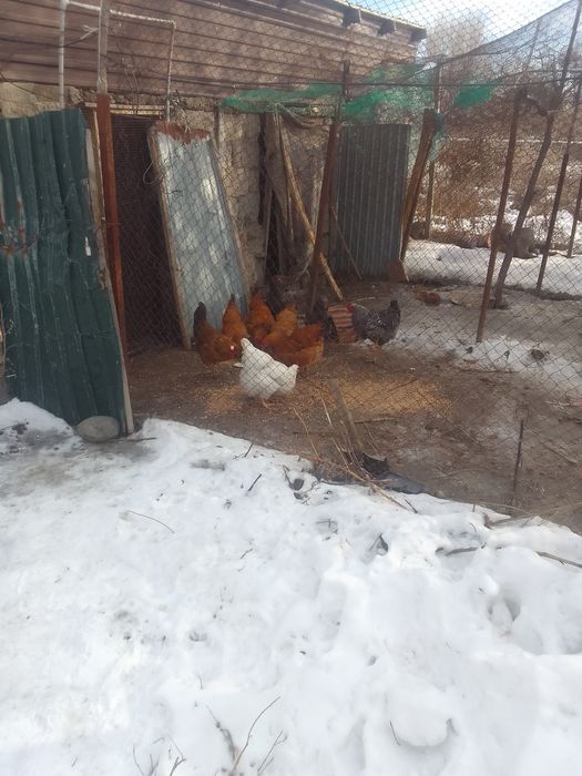 Прдам курей молодки