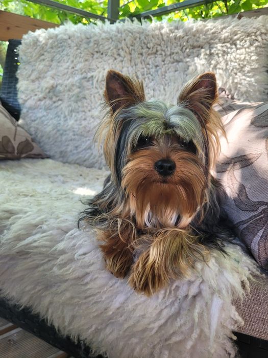 Будулай, опытный, молодой жених