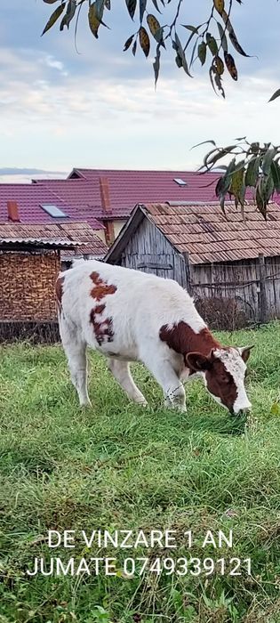 Juninca baltata romaneasca