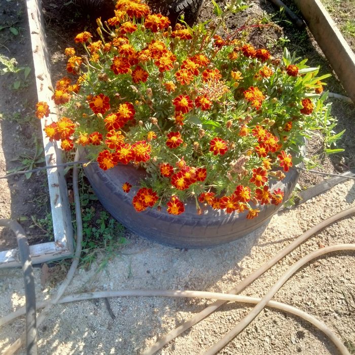 Продам дачный участок