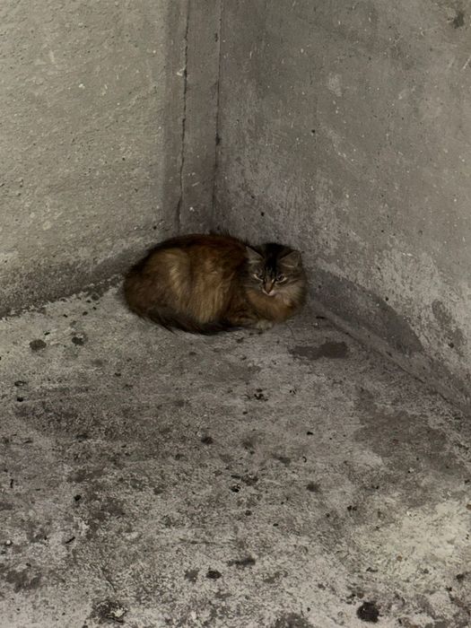 Отдаём в добрые кошек!