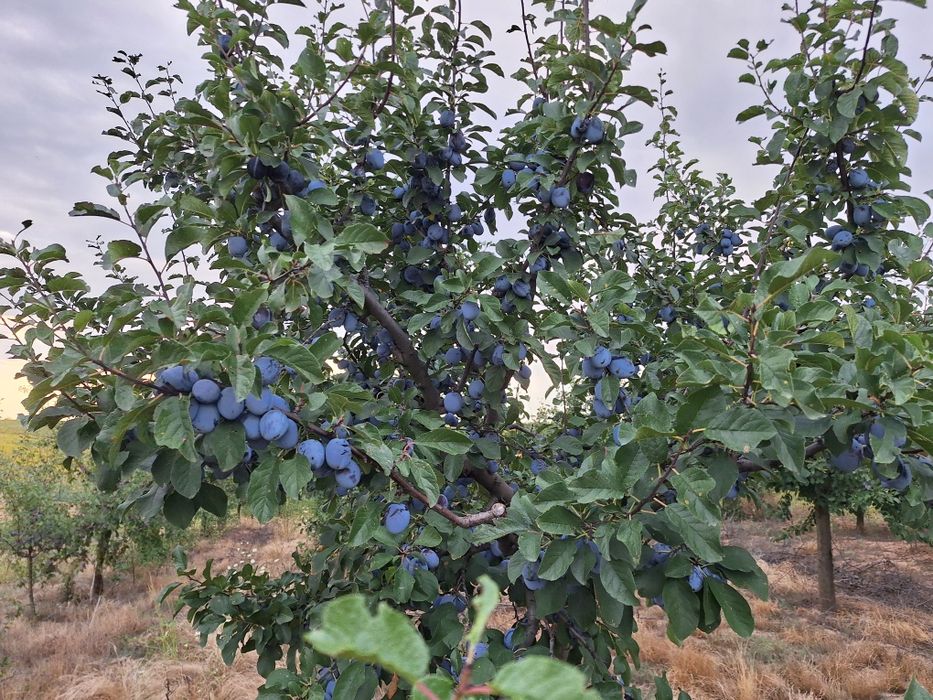 Prune Stanley irigate