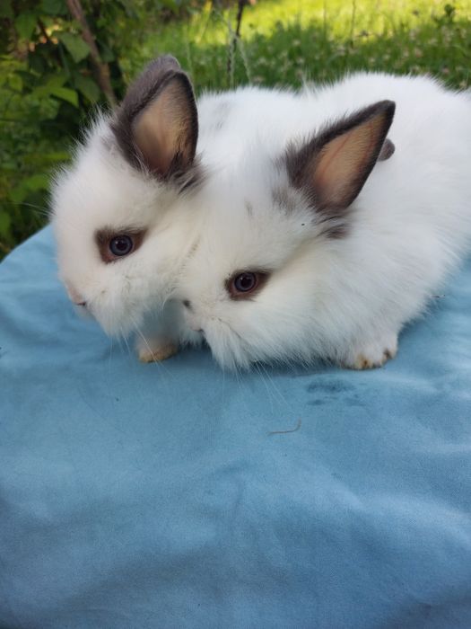 Iepuri pitici teddy,pui 7 saptamani