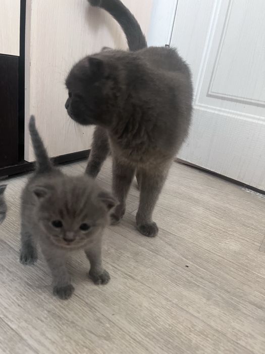 Продам котенка, мама чистокровка