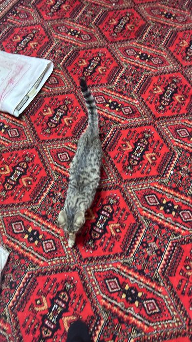 Кот ищет добрые руки