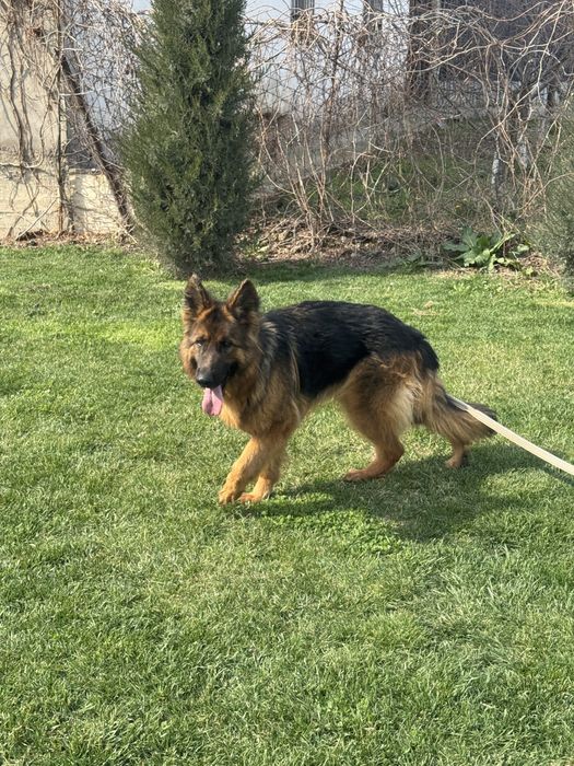 Afcharka qiz bola kuchuk