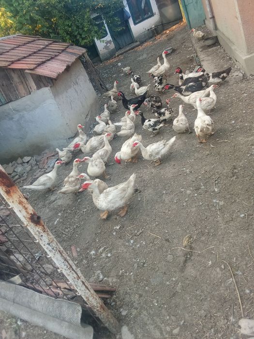 Avem rațe vânzare negociabil