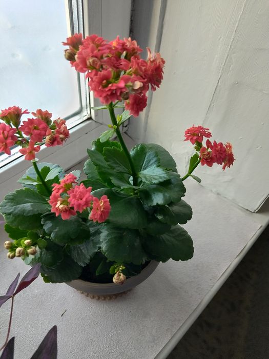 Продам цветы каланхоэ красный