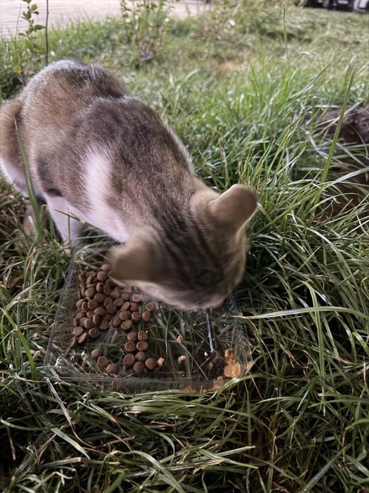 Ищу дом для котенка