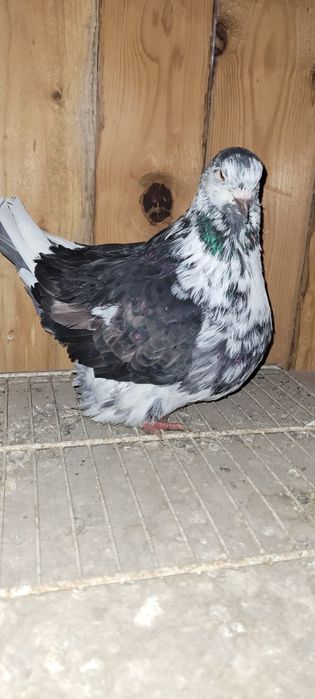 Porumbei mondaini francez