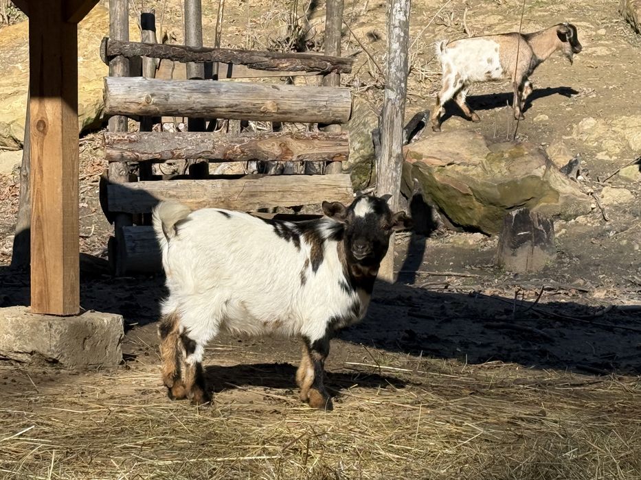 Мини холандски пръчлета