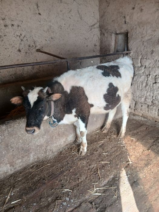 2 та гибрид гунажинлар.