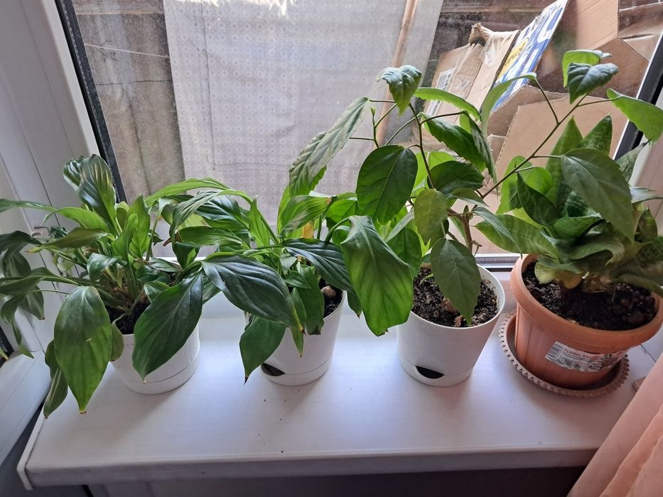 Комнатные цветы продам