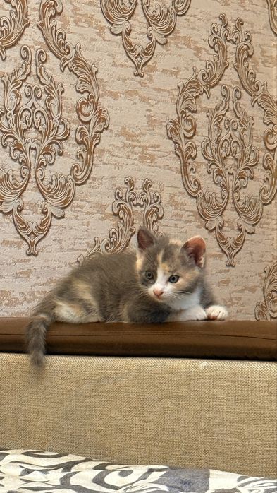 отдам котенка в хорошие руки