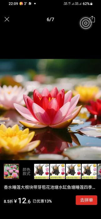 Кувшинки (семена )Алоэ вера, каланхоэ.