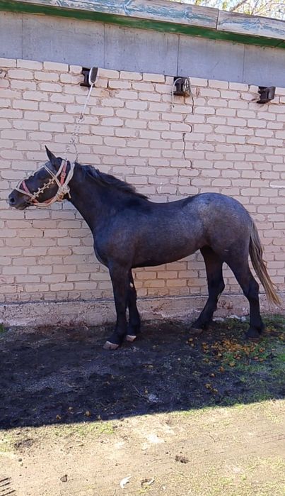 Продам кабылку, першерон