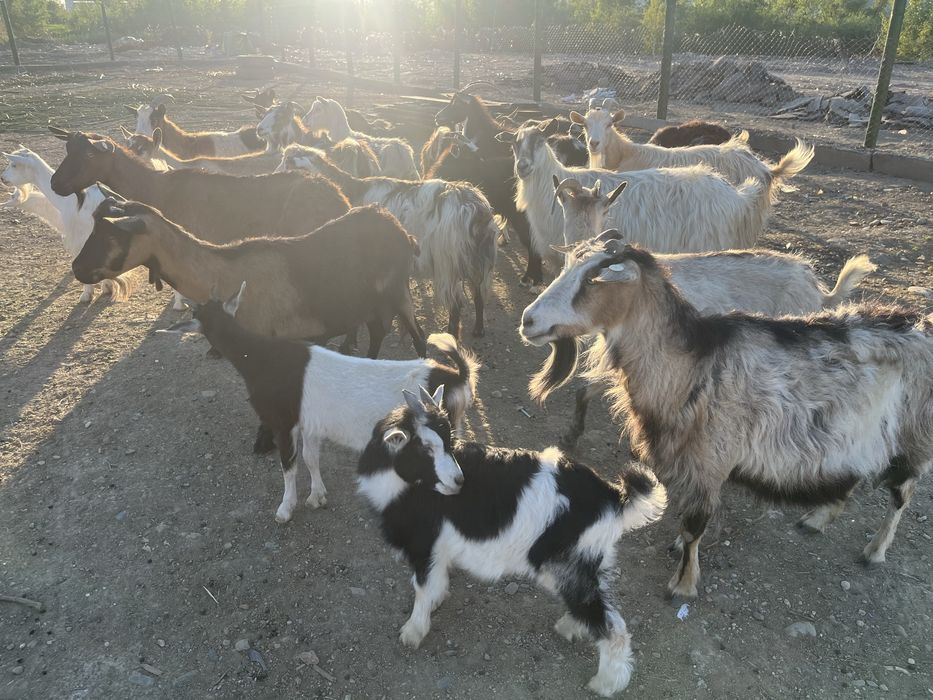 Vând 21 capre cu si fără lapte