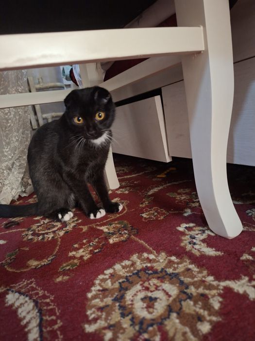 Mushuk parodali 6 oyli