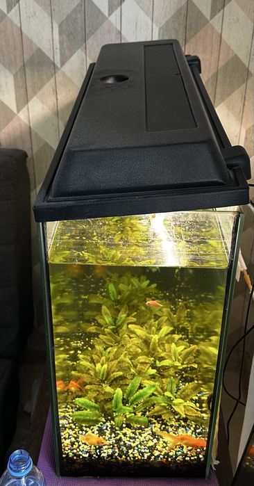 Аквариум для дома