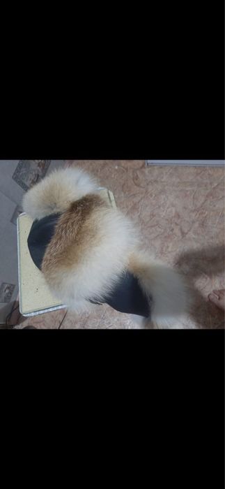 Түлкі тымақ сатылады