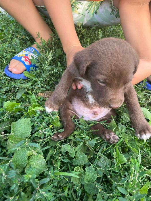 Donam cățeluși metiș