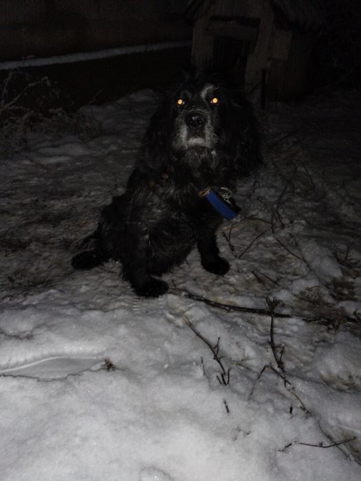 Охотничьи собака спанель рабочая