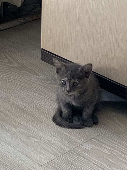 Отдам котят приученных